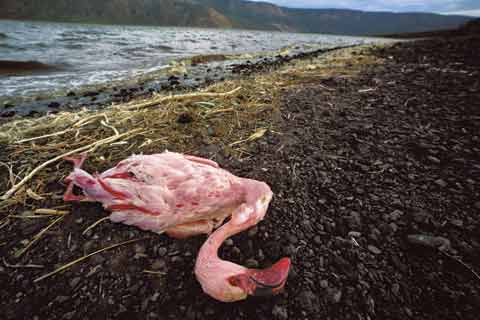muerte de especies